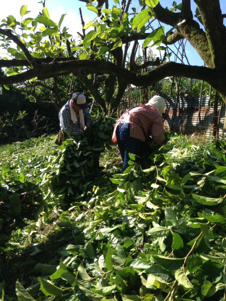 柿の葉茶収穫