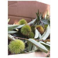 家庭でできる柿の葉茶の作り方です 昔から手作り柿の葉茶の作り方をご紹介します 柿茶 柿茶本舗ブログ 美容と健康に柿茶