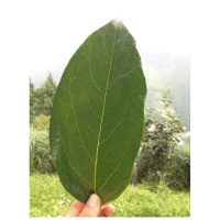 家庭でできる柿の葉茶の作り方です 昔から手作り柿の葉茶の作り方をご紹介します 柿茶 柿茶本舗ブログ 美容と健康に柿茶 家庭でできる柿の葉茶の作り方です 昔から手作り柿の葉茶の作り方をご紹介します 柿茶 柿茶本舗ブログ 美容と健康に柿茶